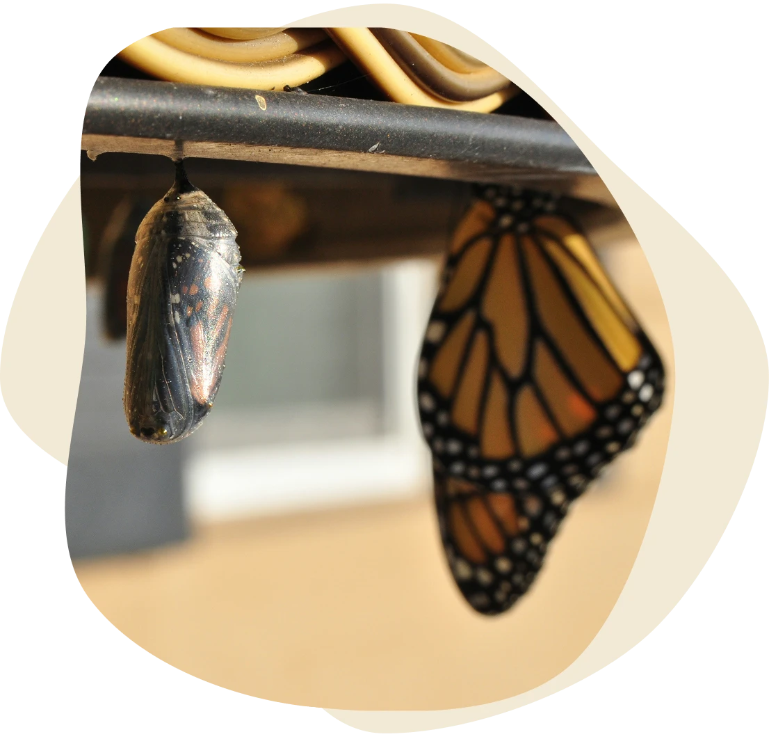 wat kan deze aanpak jou opleveren?